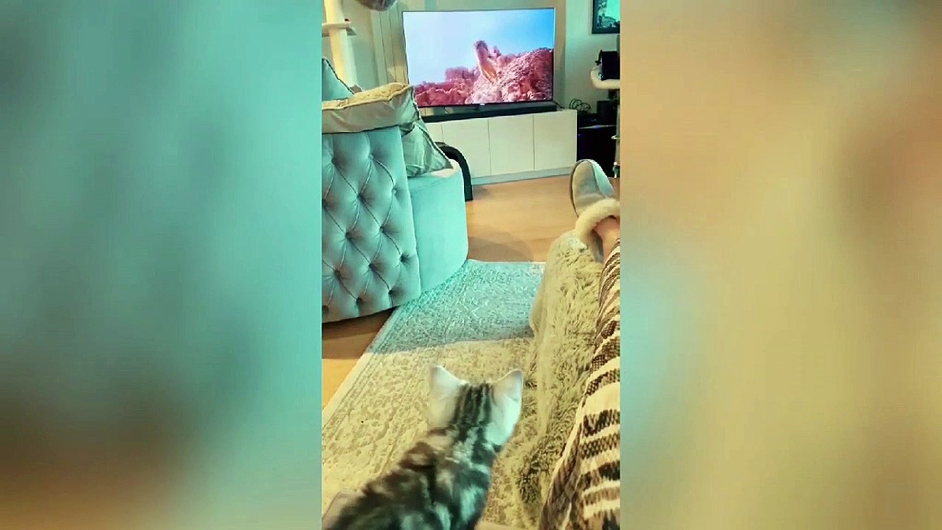 ⁣Cat Cats Funny #22