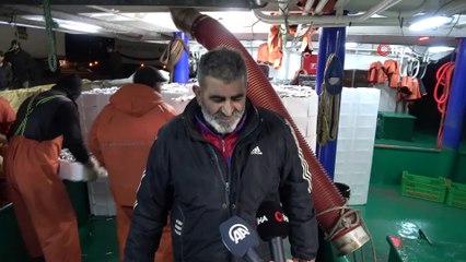 Limana yüzlerce kasa hamsiyle döndüler: Kilosu 8 liraya indi