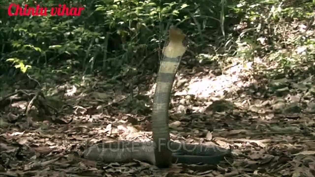 Cobra  snake attack || chintu vihar || wave music || cobra snake movie