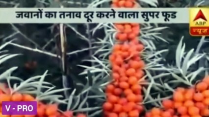 Sea Buckthorn Juice | Health Rich Super Food
