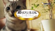 【JAPAN CM】Cute Fanny Cat Commercial【Cat】【Cute Fanny】
