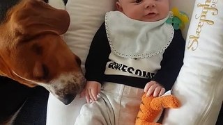baby smiles when beagle licks his hands