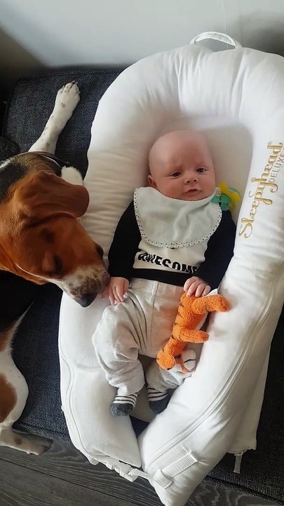 baby smiles when beagle licks his hands