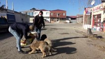 Erzincan’da sokak hayvanlarına yem bırakıldı