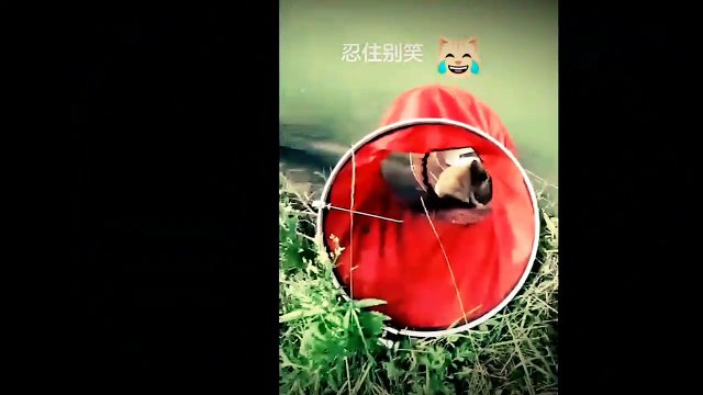 ANIMALES CHISTOSOS, GRACIOSOS Y DIVERTIDOS, QUE NO VAS A PARAR DE REÍR.