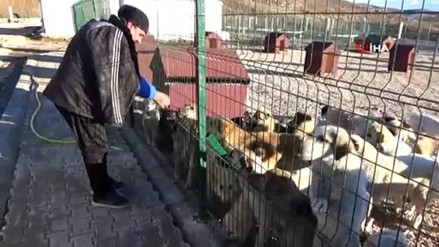 Sokak hayvanları yeni evlerine yerleştiriliyor