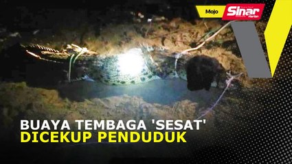 Buaya tembaga 'sesat' dicekup penduduk