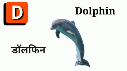Letter D in Hindi and English | Words start with D | Alphabet D | डी वाले शब्द