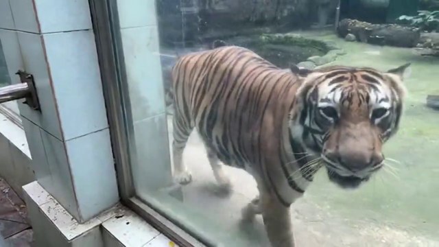 Vietnam Saigon Zoo & Botanical Gardens Visit - LIVE STREAM - Saigon Zoo & Botanical Gardens Ho Chi Minh City Visit - LIVE STREAM