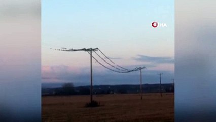 - İskoçya’da sığırcık sürüsünün dansı elektrik kesintilerine yol açtı