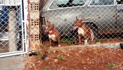 Durante caminhada homem é atacado por dois cães da raça Pitbull