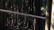 Un xylophone géant installé dans une forêt joue un air de Bach avec une balle en bois