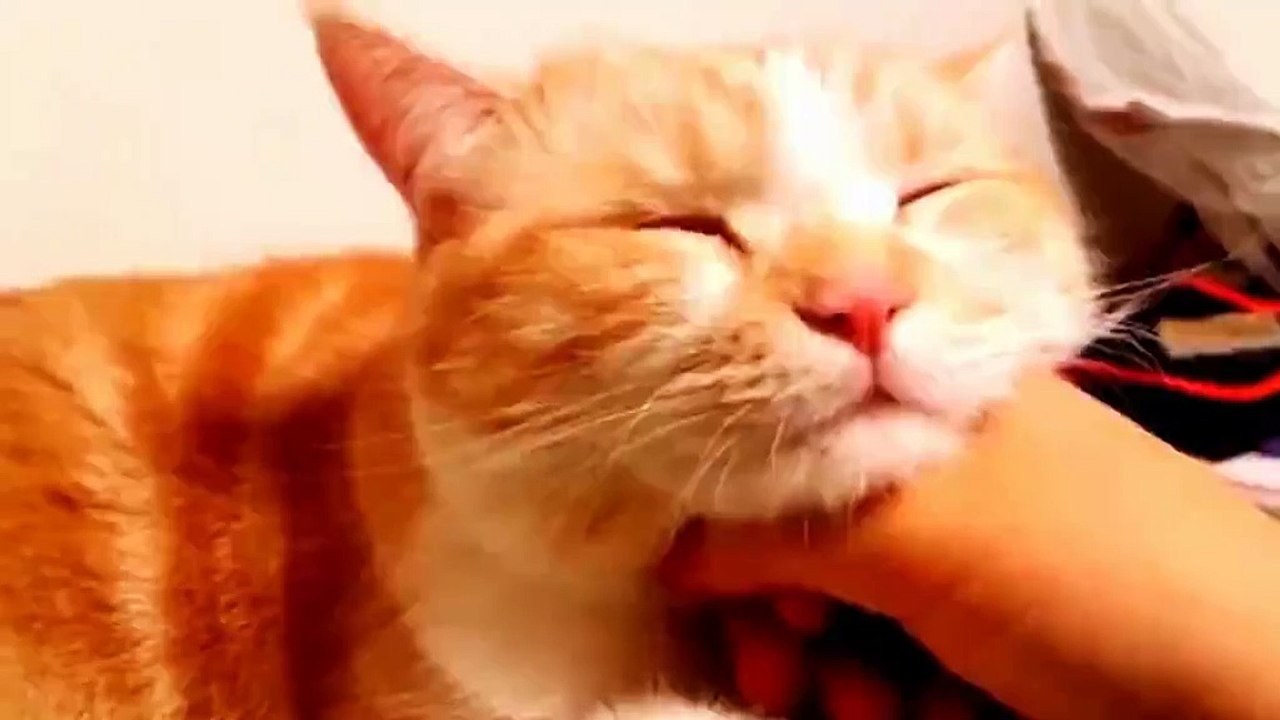 Cat Cats Funny #23