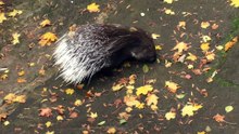Porcupine looking for a treat