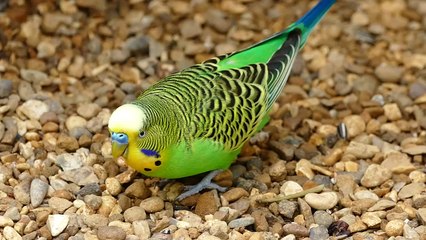 Budgerigar Parakeet Green Bird