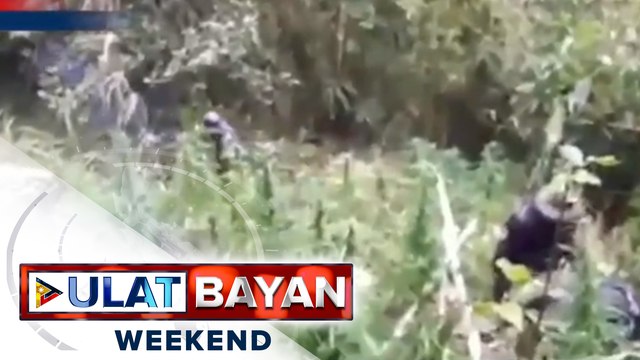 P1.3-M halaga ng marijuana sa Benguet, sinira