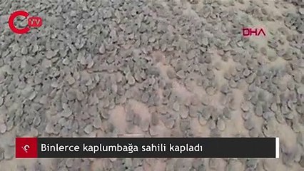 Amazon Nehri'nde binlerce kaplumbağa sahili kapladı