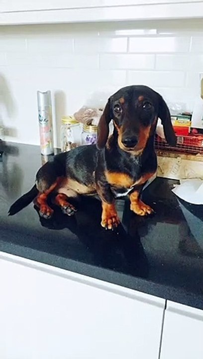Funny Dog #1