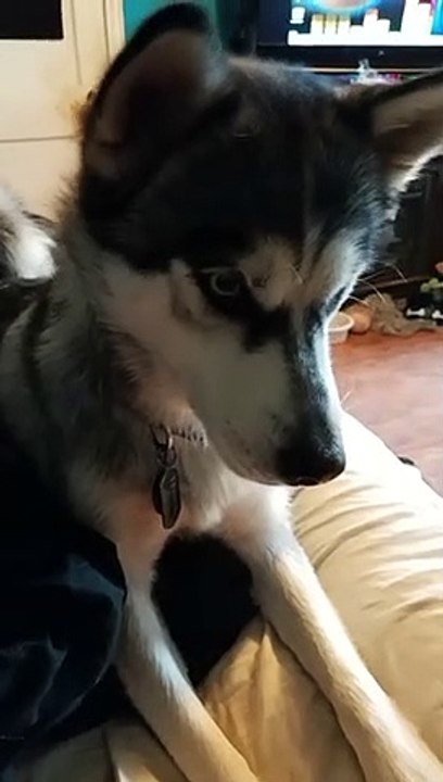Dog Funny #4