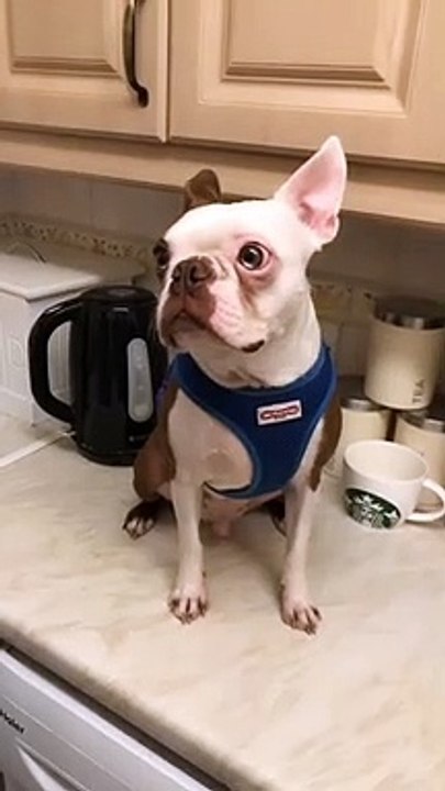 Dog Funny #6