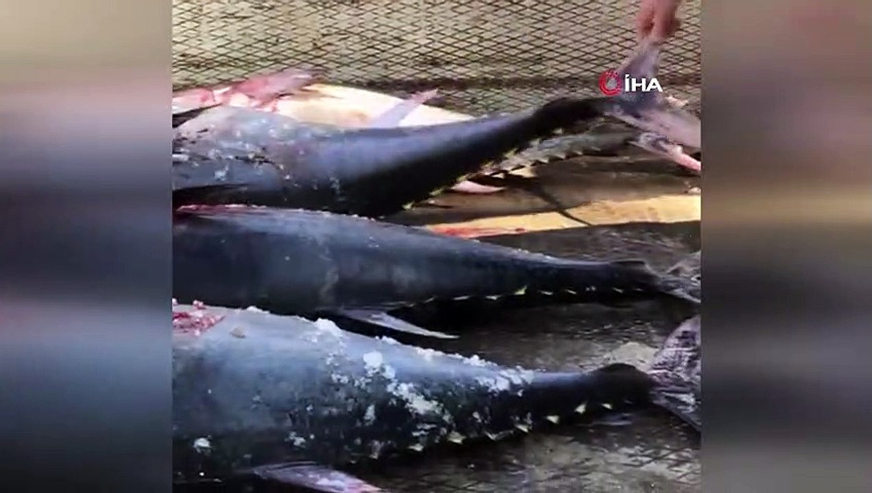 Mersin'de avlanması yasak 'mavi yüzgeçli orkinos balığı' ele geçirildi