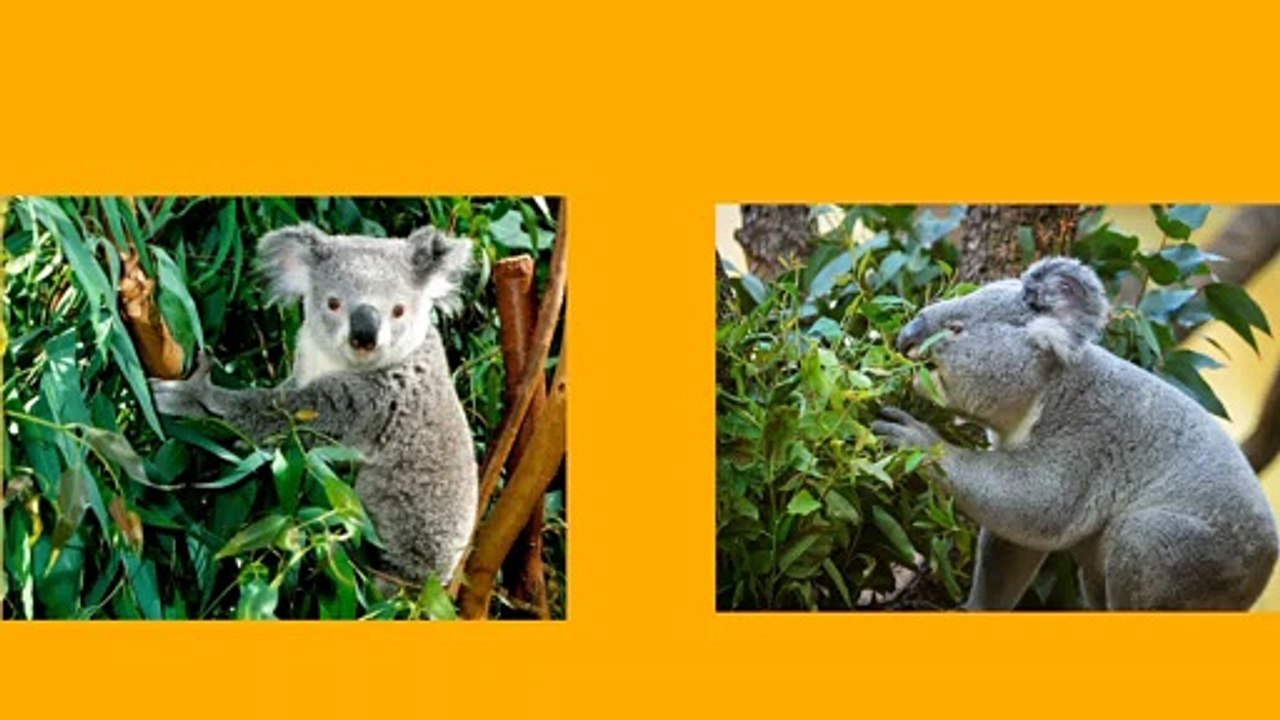 kanguru