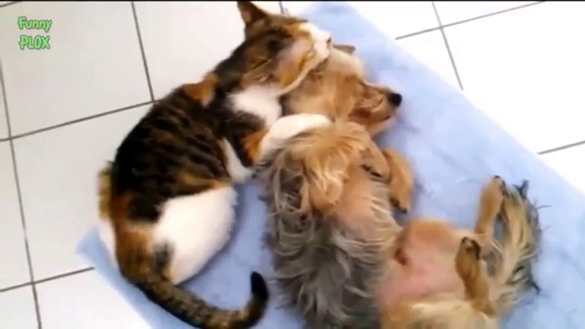 ⁣Cat Cats Videos #24