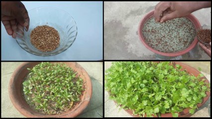 How to grow coriander plant in a pot (Dhaniya)
