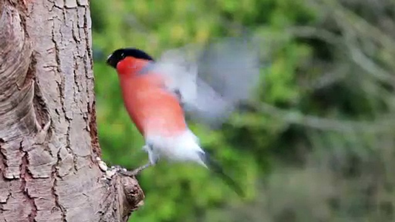 Bullfinch