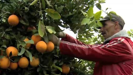 انطلاق موسم جنى الحمضيات بالمغرب وسط مخاوف من تعثر تسويقه بسبب كورونا