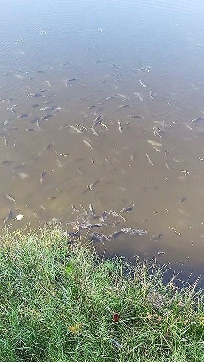 Way too many Tilapia‼