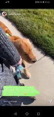 Tucker Budzyn Stories #2 - Gator, Linda mom, Dad take a walk, run, have fun, dogs train together