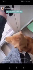 Tucker Budzyn Stories #3 - Tucker, Gator, Linda mom play in the snow, have fun, happy dogs
