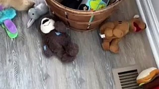 Tucker Budzyn Stories #4 - Gator destroys toys, Tucker's hippo, toy basket, ball, dogs snuggle, hug