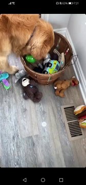 Tucker Budzyn Stories #4 - Gator destroys toys, Tucker's hippo, toy basket, ball, dogs snuggle, hug