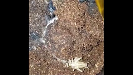 Ce criquet n'a rien vu venir... enorme araignée bien cachée