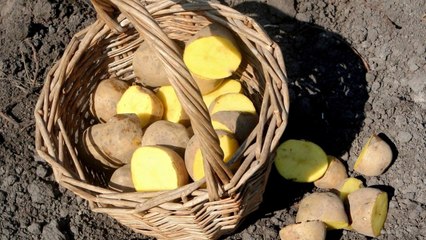 Why Over A Billion Pounds Of Potatoes Are Rotting In America