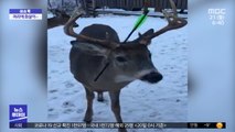 [이슈톡] 캐나다, 머리에 화살 박힌 사슴 발견