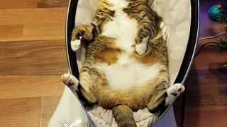 cat relaxes on newborn baby's electronic cradle