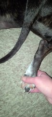Playing the Blues-  "MUSIC" ON Pitbulls PAWS