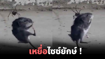 นาทีชีวิต ! เมื่อหนูสุดซวยติดกับใยแมงมุม สิ่งที่เกิดขึ้น.. ร้ายกาจมาก