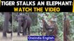 Anand Mahindra shares video of a tiger stalking an elephant: Watch|Oneindia News