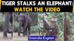 Anand Mahindra shares video of a tiger stalking an elephant: Watch|Oneindia News