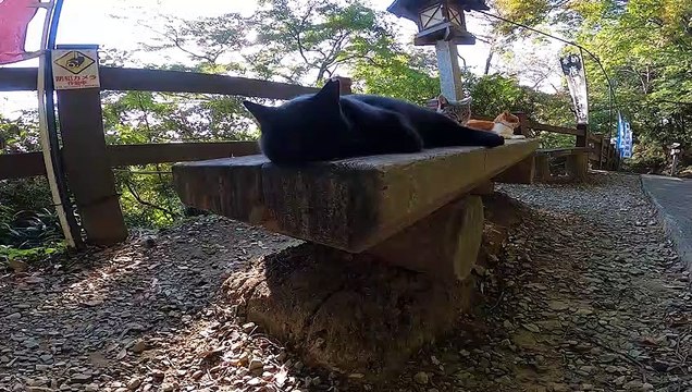 Did you know that there are cats living happily in sanctuaries in Japan?