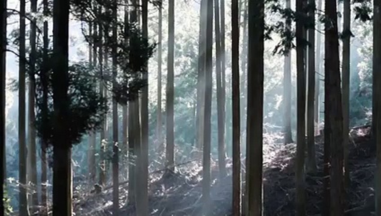 Un énorme xylophone dans les bois de Kyushu japon joue un air de Bach quand une boule de bois roule sur chaque touche