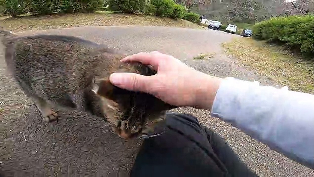 Did you know that skin-to-skin contact with a stray cat in the park can make your day better?