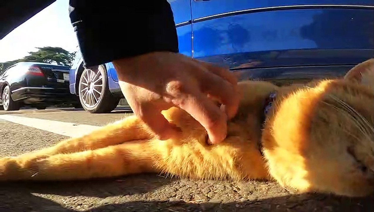Can you be kind to a stray cat you meet in a parking lot?