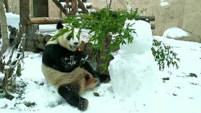 Un oso panda ruso decide comerse al muñeco de nieve con el que convivía