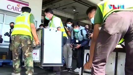 Diculik ke Thailand, 2 Orangutan Akhirnya Balik ke Indonesia