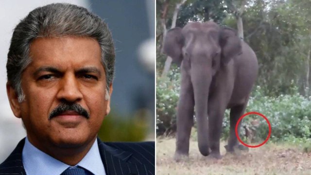 Anand Mahindra Shares Video of a Tiger And Elephant ఏనుగు, పులి వీడియో షేర్ చేసిన ఆనంద్ మహీంద్రా...!